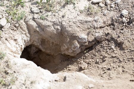 Hole in the ground animal in natureの写真素材