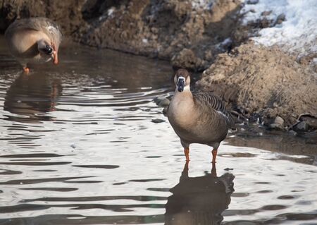duck in the lake in natureの写真素材