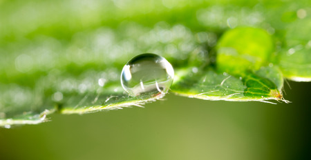 drops of dew on a green leaf strawberries. macro