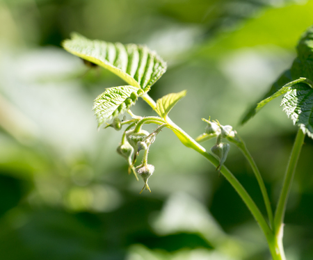 young raspberry leaves in nature