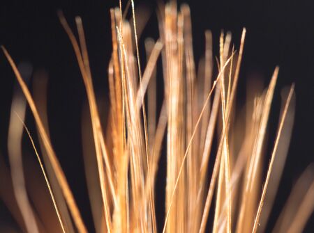 orange feather on a black background. close-up
