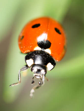 ladybug on grass in nature. macro