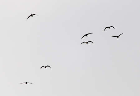 a flock of seagulls in the sky at sunset