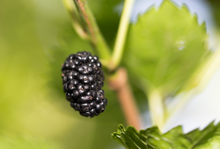 mulberry berries on the treeの写真素材