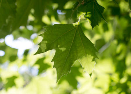green maple leaves on nature