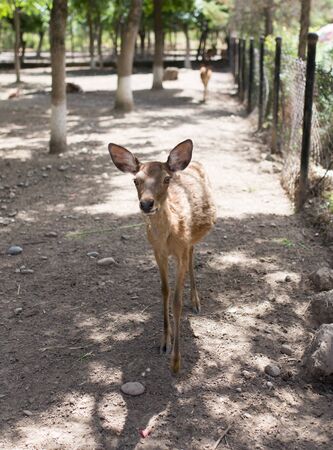 portrait of a young deer in zooの写真素材
