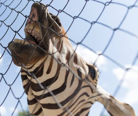 smile zebra in zoo in natureの写真素材