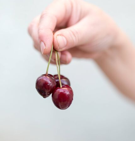 ripe cherries in the hand