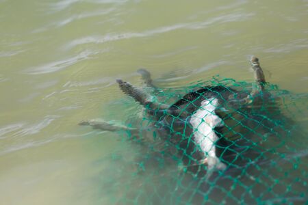 fish in cages in the waterの写真素材