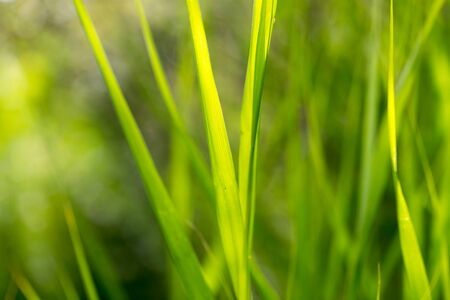 green grass in nature as a backgroundの写真素材