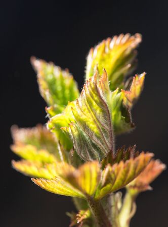 small leaves spring from buds on a black background