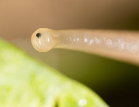 Eye snail in nature. super macroの写真素材