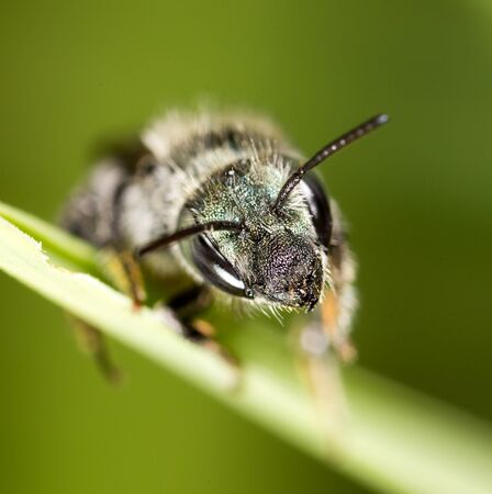 black bee on nature. macro