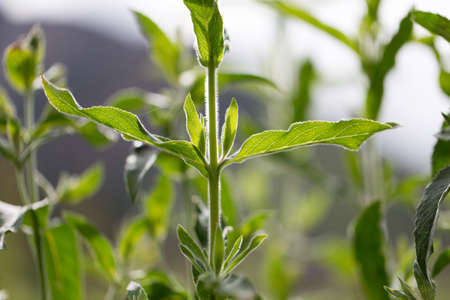 green leaves of grass on the natureの写真素材