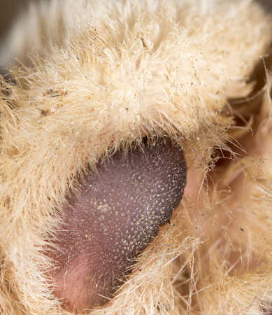 cat's paw as a background. macroの写真素材