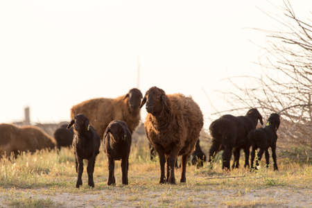 Sheep at sunsetの写真素材