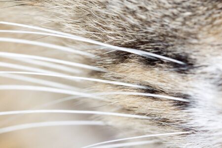 hair cat as the backdrop. macroの写真素材