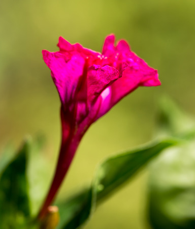 red flower in natureの写真素材
