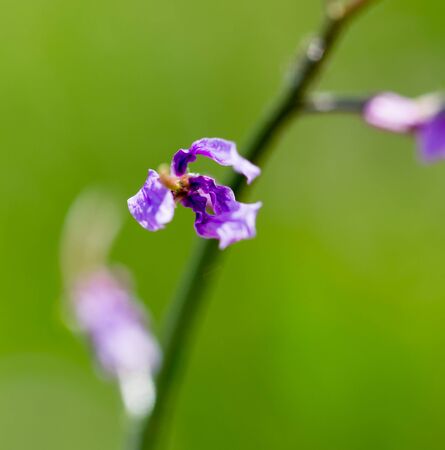 beautiful blue flower on natureの写真素材