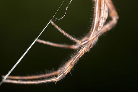 Spider in nature. macroの写真素材