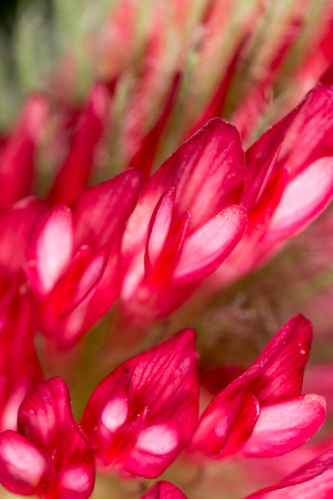 Red clover flower in natureの写真素材
