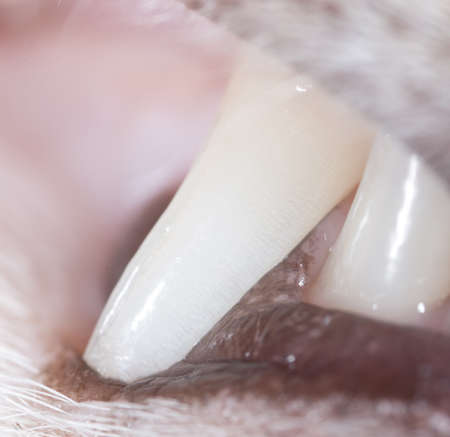 cat teeth in nature. macroの写真素材