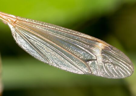 the wing of a mosquito in nature. macroの写真素材