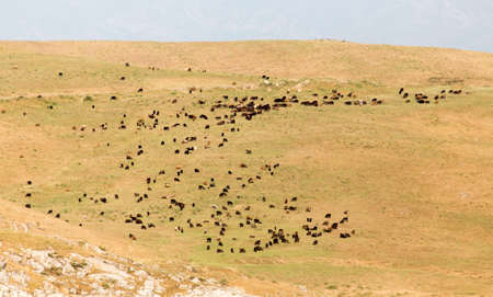 a flock of sheep on the pastureの写真素材