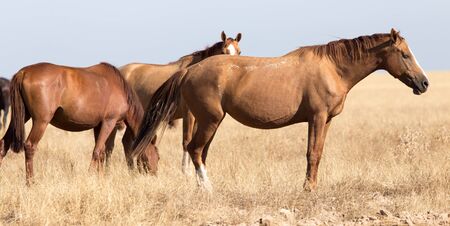 a horse in a pasture in the desertの写真素材