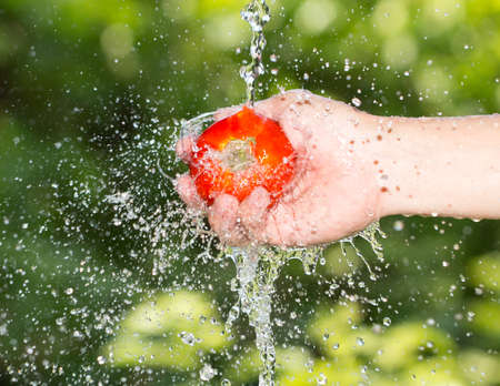 tomato in hand in water Natureの写真素材