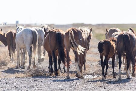a horse in a pasture in the desertの写真素材
