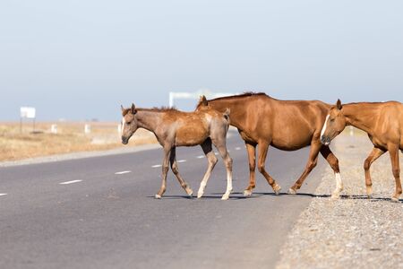 horse crossing the roadの写真素材