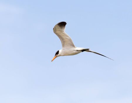 seagull in flight in the sky