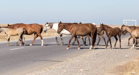 horse crossing the roadの写真素材