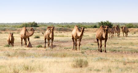 Caravan of camels in the desertの写真素材
