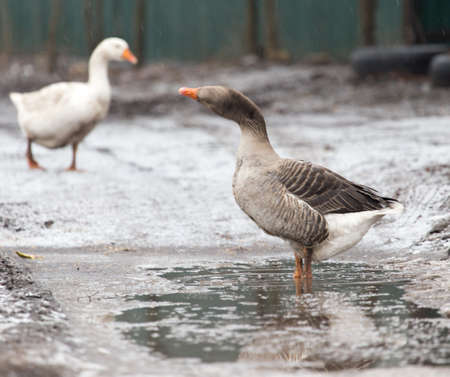 geese in the winter natureの写真素材