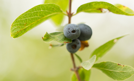 black berry in nature