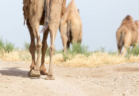 Caravan of camels in the desertの写真素材