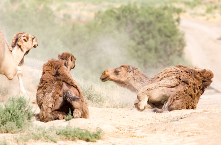 camels lie in the dust in natureの写真素材