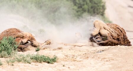camels lie in the dust in nature