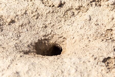 animal burrow in the groundの写真素材