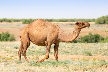 Portrait of a camel in natureの写真素材