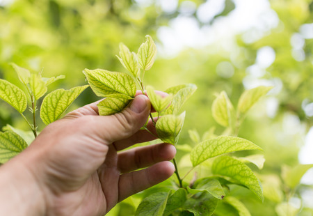 green leaves on the tree in natureの写真素材