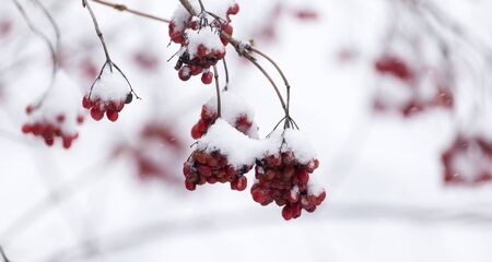 Kalina red in the snow in the winter in natureの写真素材