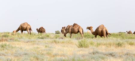 Caravan of camels in the desertの写真素材