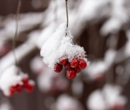 Kalina red in the snow in the winter in natureの写真素材