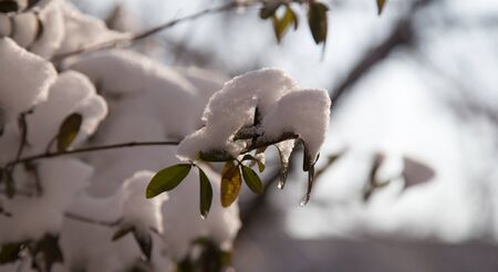 Snow on the leaves on the bushの写真素材