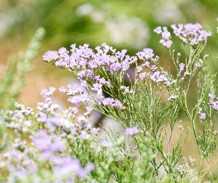 small blue flowers in natureの写真素材