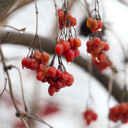 red viburnum on the tree in winter