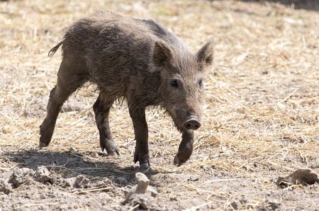 wild boar in a park on the natureの写真素材